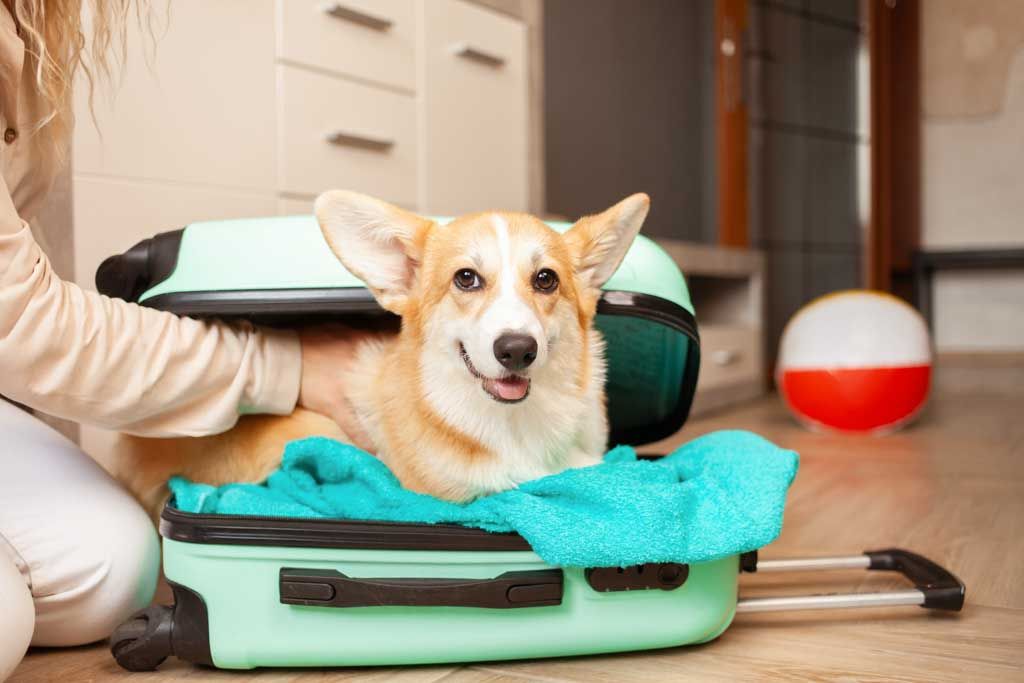 Corgi sitting inside an open suitcase on a teal blanket