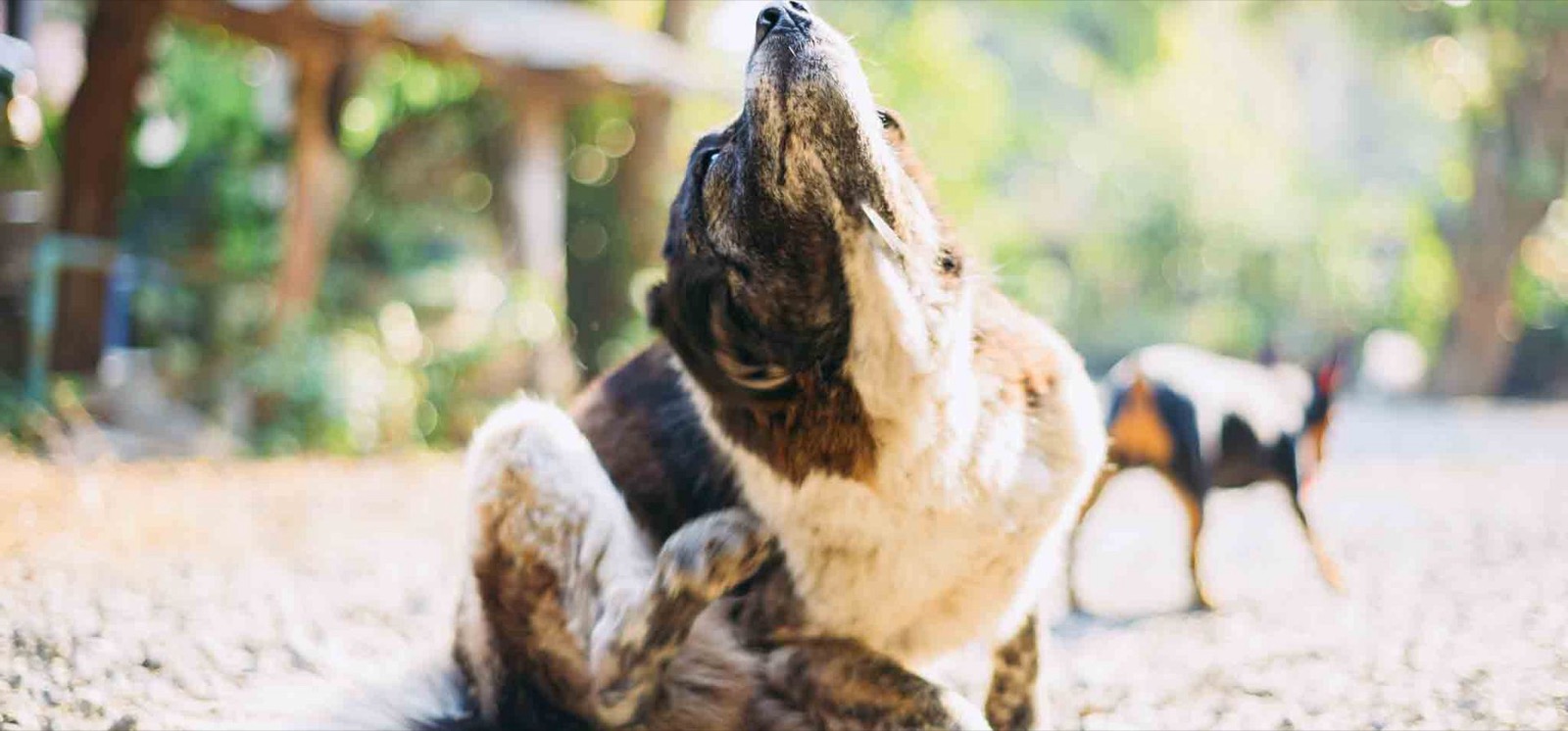 Dog sitting outdoors scratching an itch with its hind leg