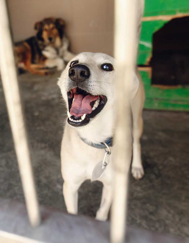 Excited dog greeting through the gate of a boarding kennel run