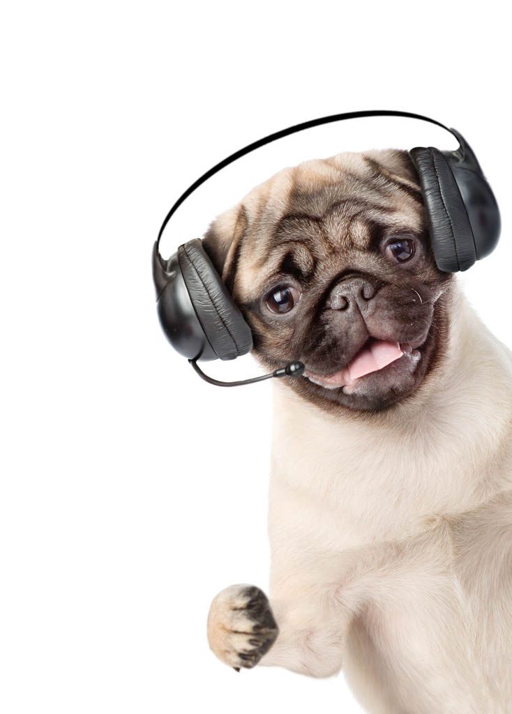 Pug puppy wearing a call-center headset