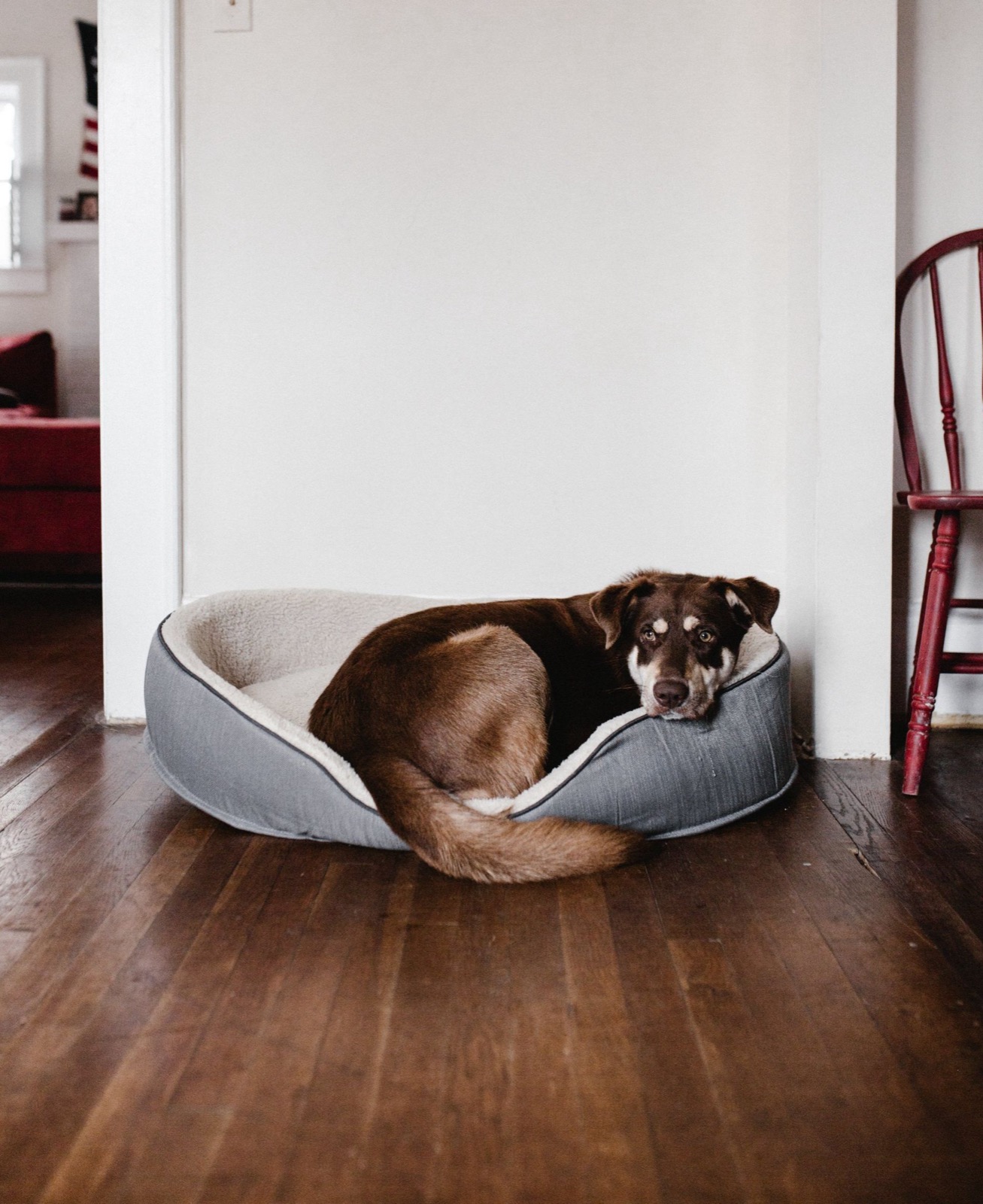 Brown dog curled up in a cozy dog bed on a hardwood floor