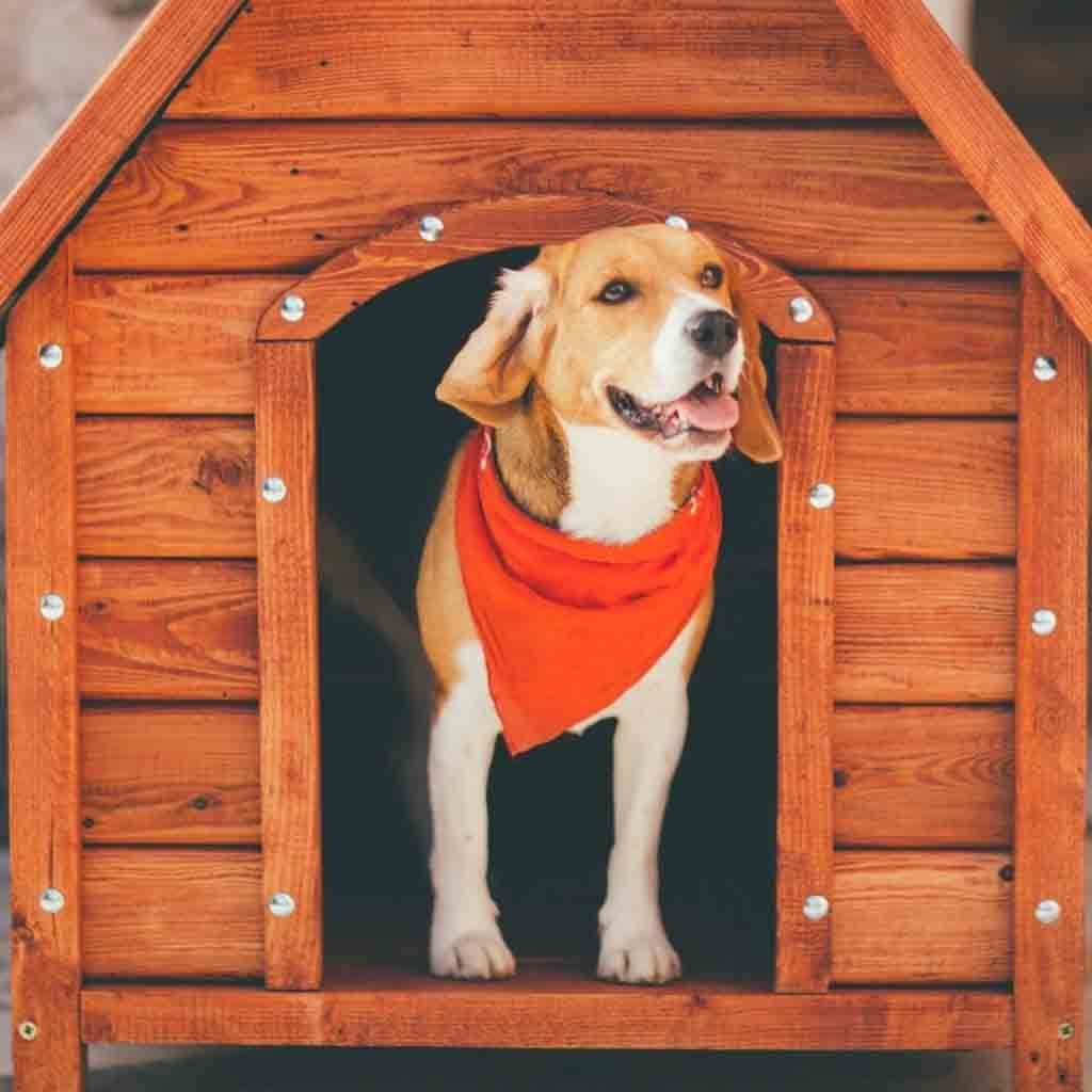 Beagle standing in a wooden doghouse