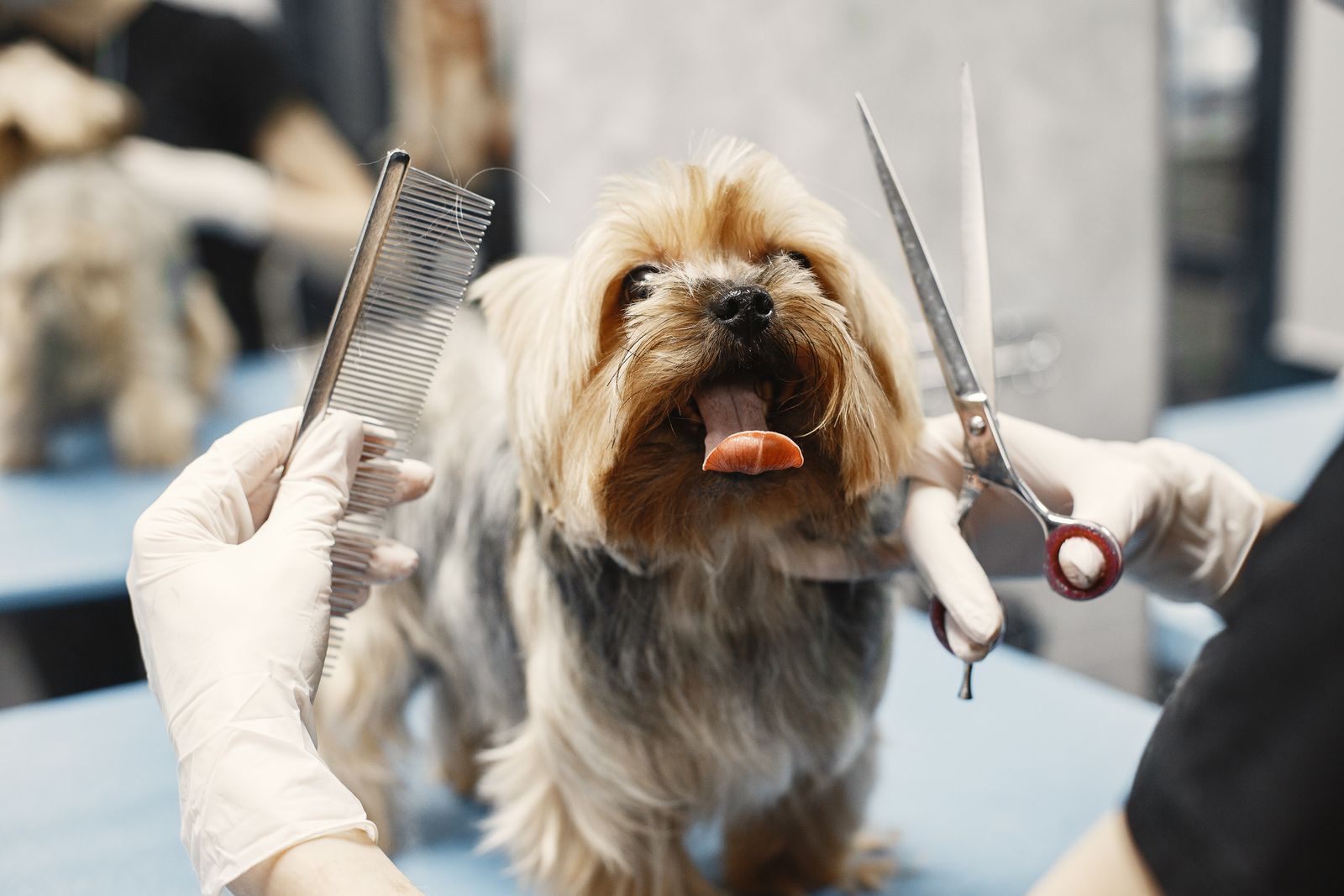 Yorkshire terrier on a grooming table with comb and scissors at work