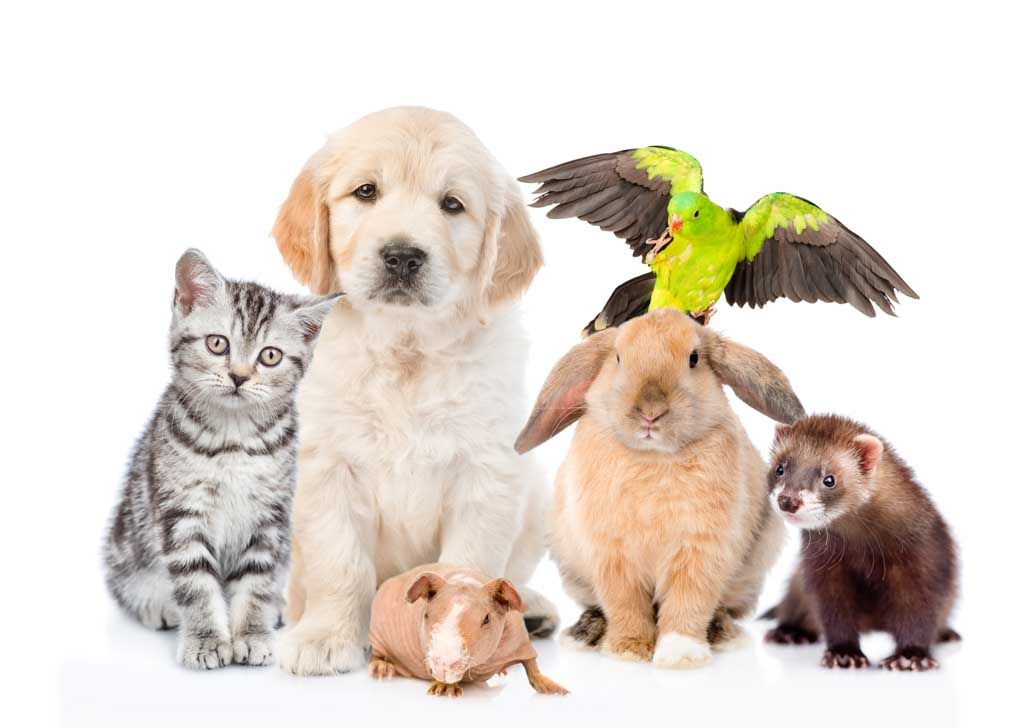 A puppy, kitten, rabbit, parakeet, guinea pig, and ferret lined up together
