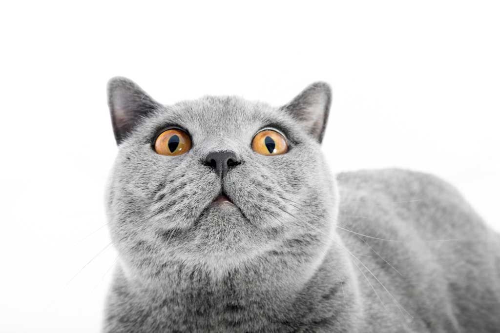 Gray British shorthair cat looking up with wide orange eyes