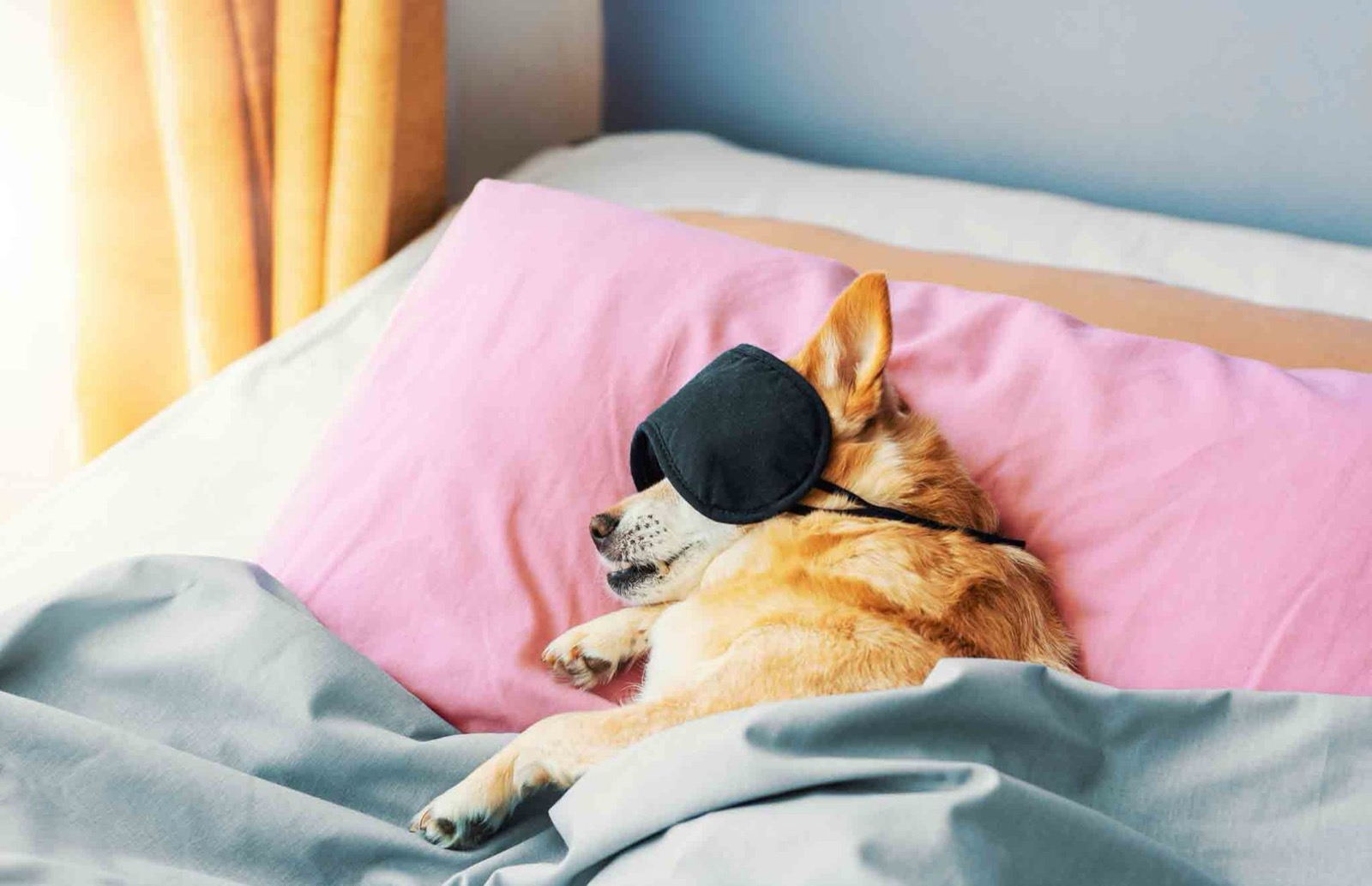 Dog wearing a sleep mask, tucked into bed on a pink pillow