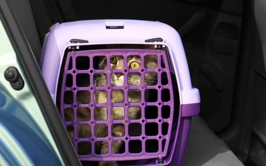 Cat peering out of a purple travel carrier secured on a car seat