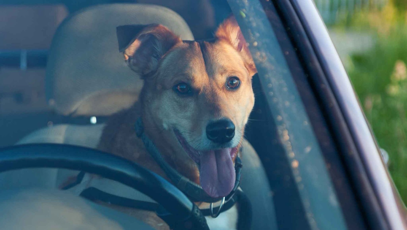 Happy dog looking out from the driver's seat window of a parked car
