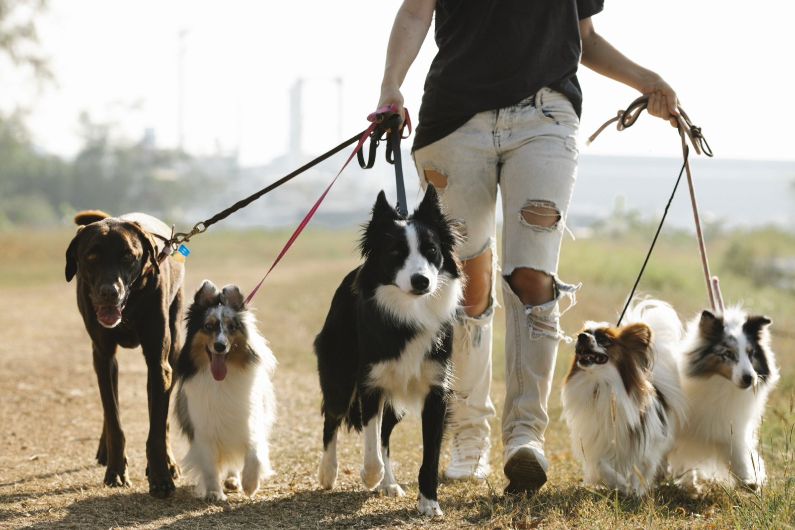Dog walker managing five dogs of different sizes on a dirt trail