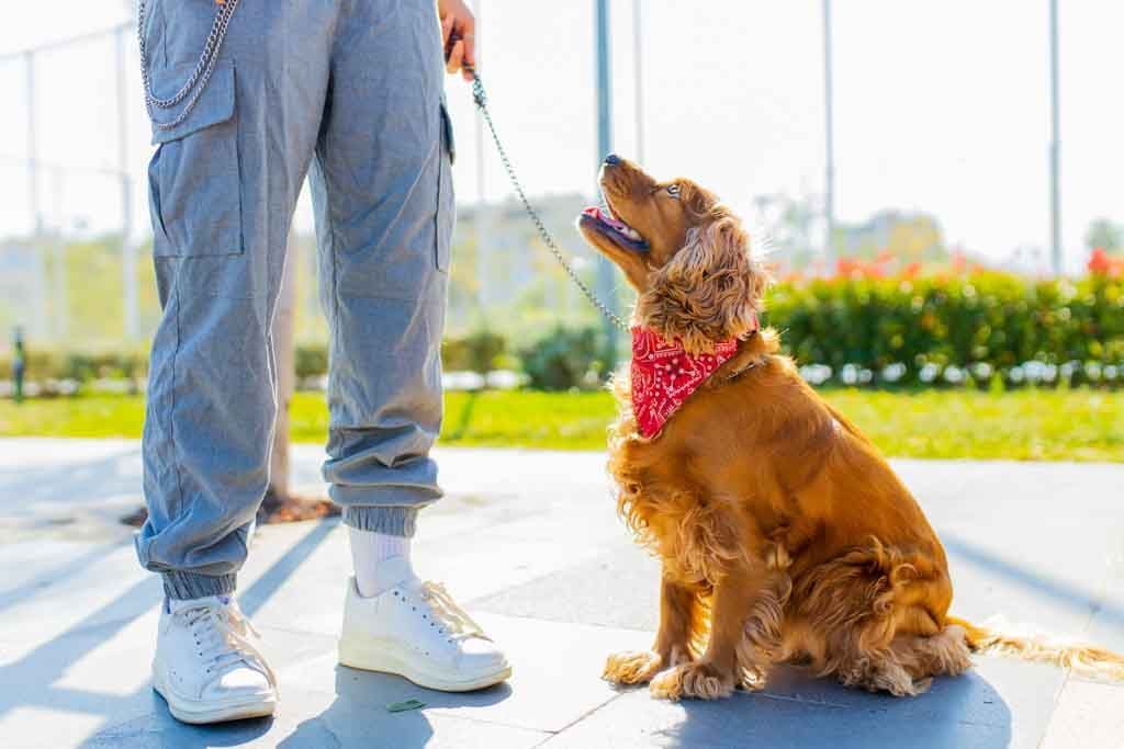Cocker spaniel mid-walk in a sunny park